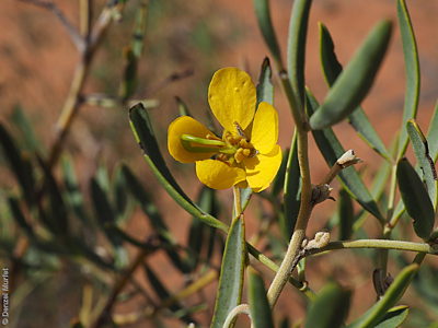 Senna artemisioides ssp. zygophylla f Denzel Murfet Sturt NP